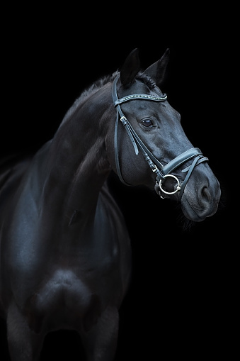 Horse portrait in bridle on black background