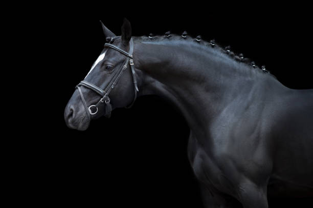 istock Horse portrait in bridle 1390530896