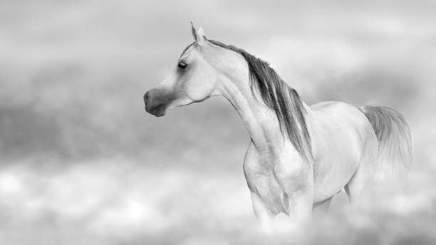 istock Grey arabian horse portrait 1390530905