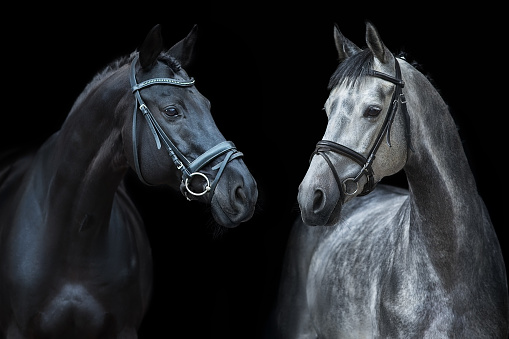 Two Horse portrait in bridle on black background