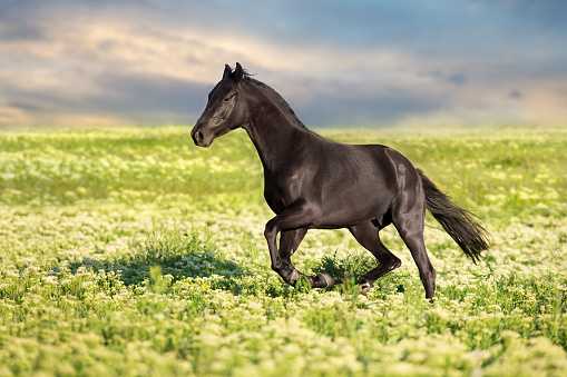 Black horse run gallop on flowers meadow