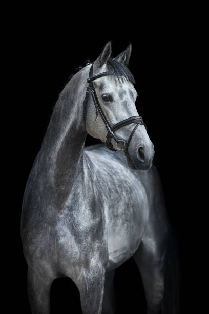 istock Horse portrait in bridle 1390530974