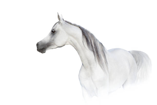 istock White horse in high key close up 1390531028