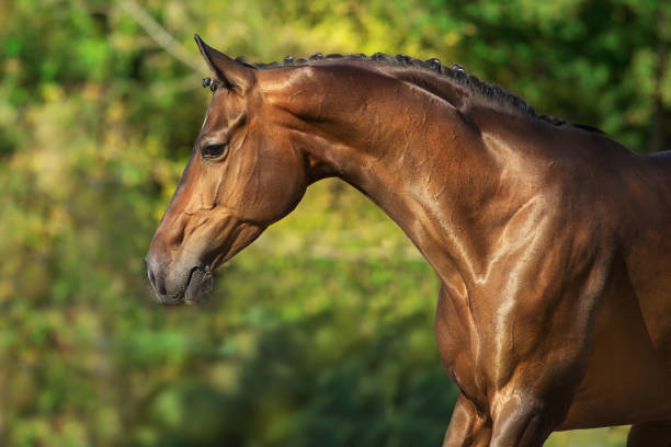 istock Horse run gallop 1390531044