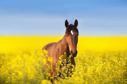 Bay horse with long mane on rape field. Horse against the background of yellow-blue Ukrainian flag