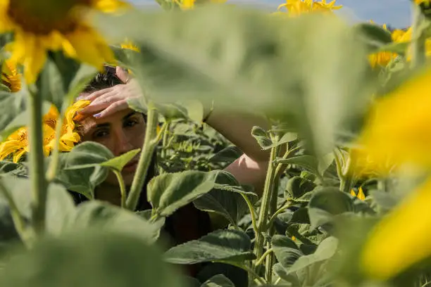 Photo of a girl hides behind sunflowers