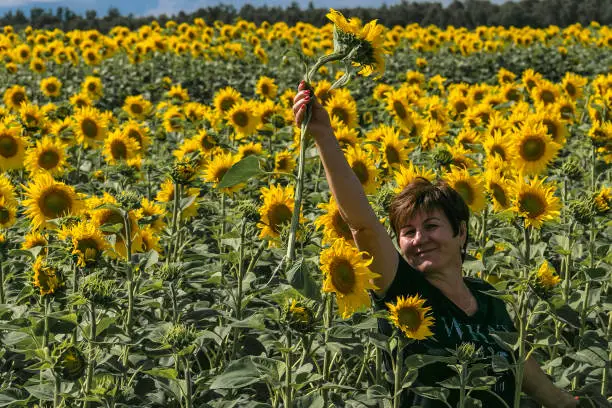 Photo of a woman hides behind sunflowers