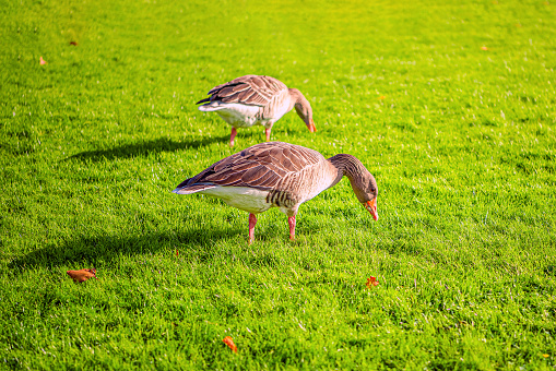 The two Canadian geese walking on a meadow