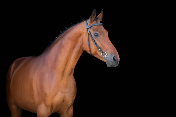 istock Bay horse in bridle on black 1390533106