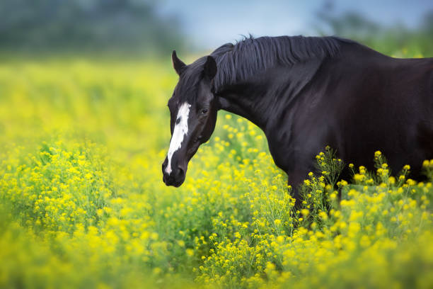 istock Horse in flowers 1390533109