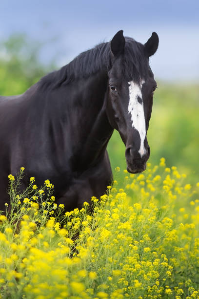 istock Horse in flowers 1390533306