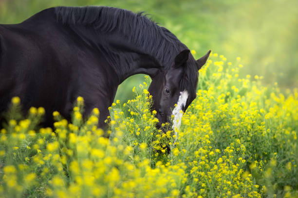 istock Horse in flowers 1390533307