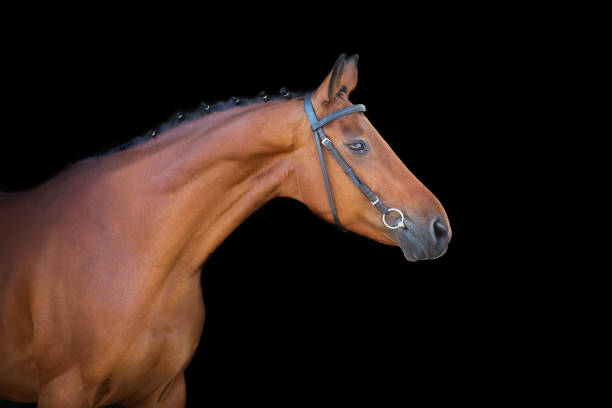 istock Bay horse in bridle on black 1390533317