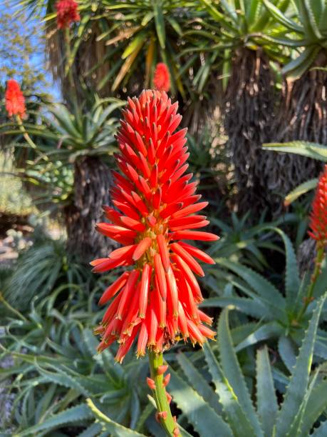 istock Aloe vera Ciliaris blossoms 1390533437