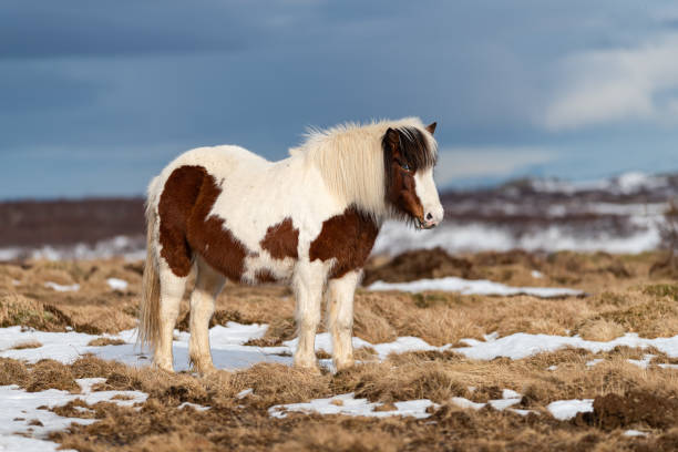 istock Icelandic Horse 1390534368