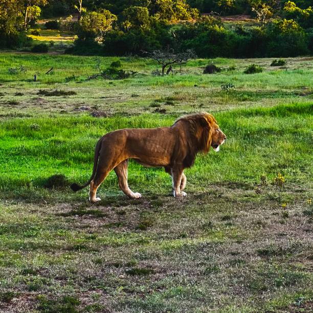 istock Stunning image from a safari in Africa 1390535552