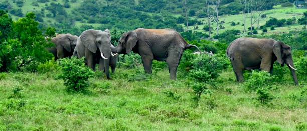 istock Stunning image from a safari in Africa 1390535570