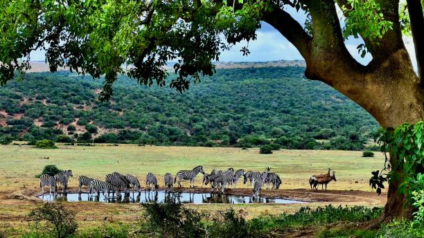 istock Stunning image from a safari in Africa 1390535618
