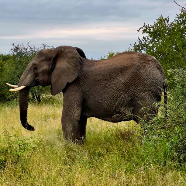 istock Stunning image from a safari in Africa 1390535654