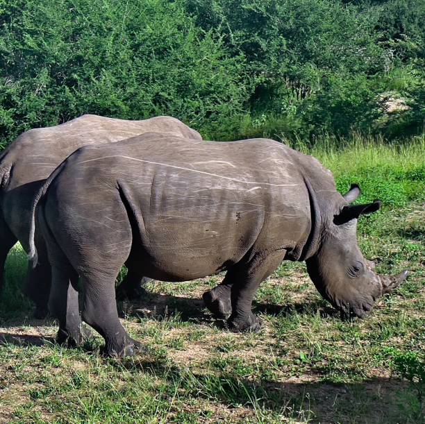istock Stunning image from a safari in Africa 1390535766