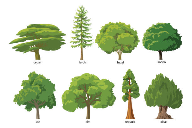 illustrazioni stock, clip art, cartoni animati e icone di tendenza di set di illustrazioni vettoriali di alberi verdi piatti - larch tree