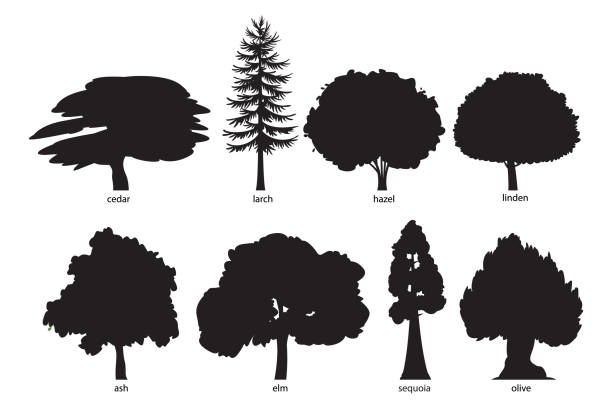 ilustrações, clipart, desenhos animados e ícones de conjunto de silhueta de árvore - elm tree