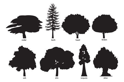 Vector Tree silhouette set. Flat green trees vector illustration set. Cedar, larch, hazel, linden, ash, elm, sequoia, olive tree icons. Nature concept