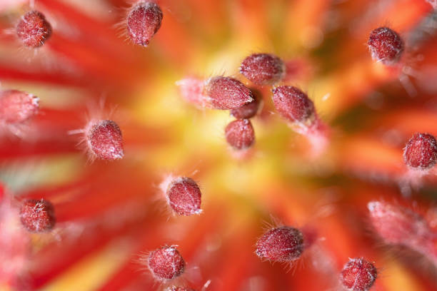 istock Protea Pincushion flower 1390539697