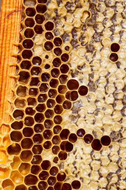 istock honeycomb filled with flower honey 1390540370