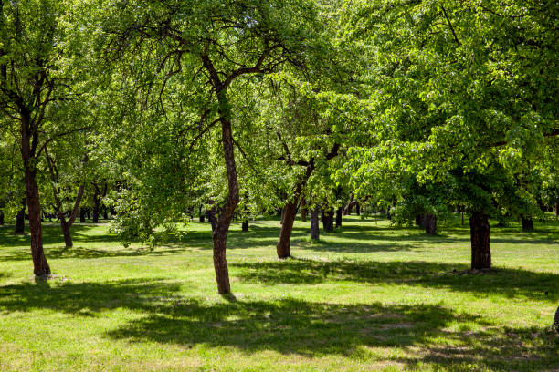 istock deciduous trees growing in the park in the sunny summer 1390540452