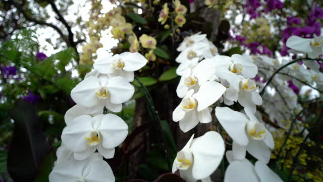 Beautiful white orchid flowers in the garden.