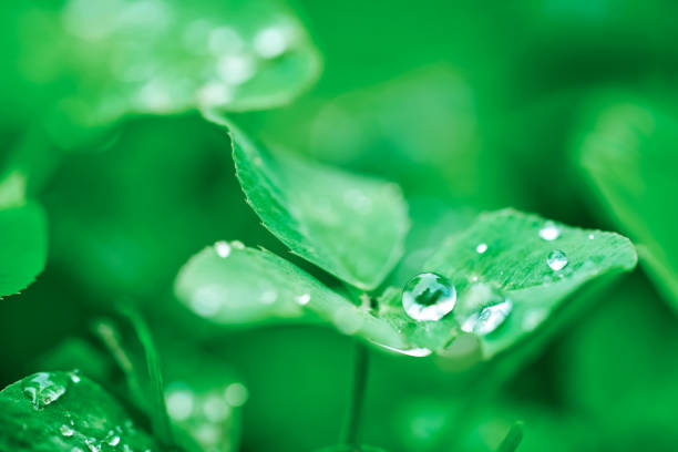 Green clover leaf closeup with dew drop on green natural backdrop. A shamrock is a young sprig, used as a symbol of Ireland. Saint St Patrick day. Trefoil is a symbol of independence and freedom