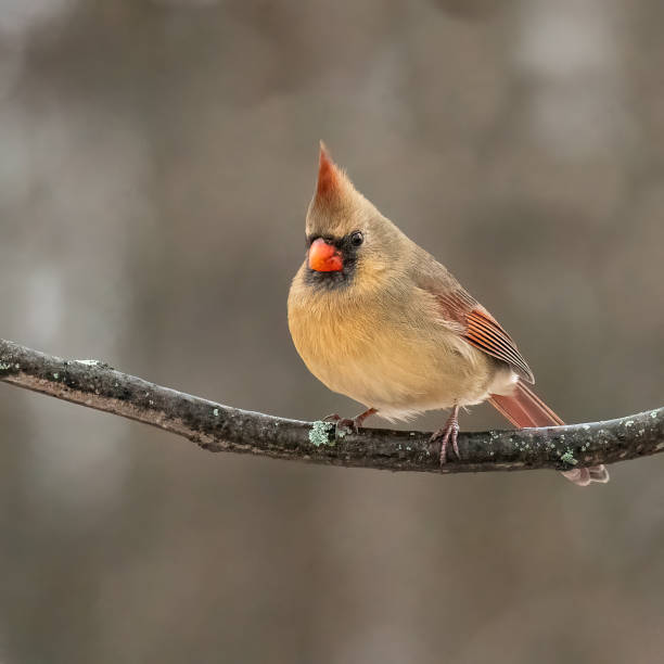 Female Northern cardinal on a blurry background Female northern cardinal Cardinalis cardinalis, Quebec, Canada, looking at the camera with plenty of empty space. Beige background. female cardinal bird stock pictures, royalty-free photos & images