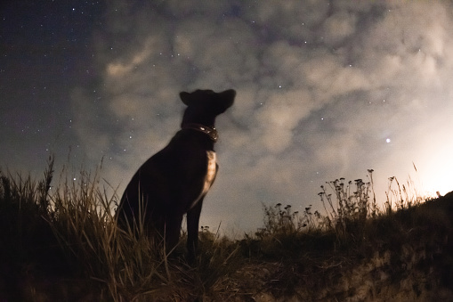 This photo was taken in October 2010. The photo is of my friend, who is no longer with me. This photo is not collage. The dog sat for a long time and looked at the horizon and night sky, although night photos require a long exposure - 20-30 seconds. It can be seen that the silhouette of dog is not quite clear, as the dog sometimes moved. These are some of my favorite night photos.