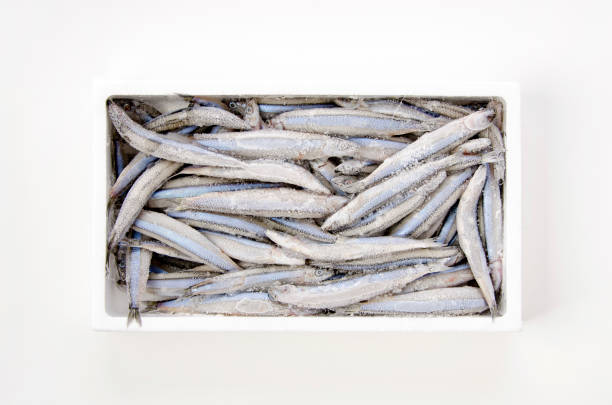 istock frozen Silver-stripe round herring in Styrofoam box on white background 1390542828