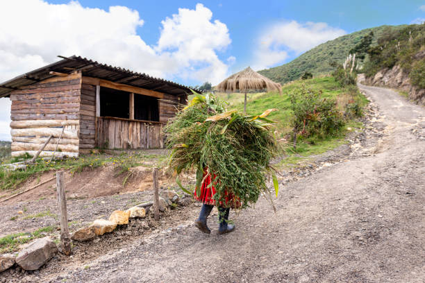 Azuay province, Ecuador - March 5, 2022: Indigenous woman of ecuadorian sierra carries big bundle of grass which uses to feed guinea pigs back on her farm