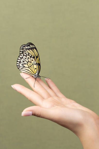 istock butterfly on the palm, green background, copytext 1390543610