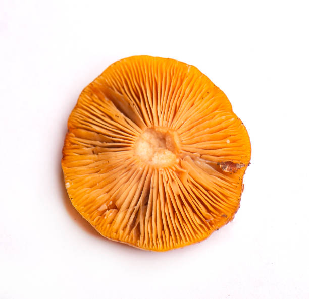 istock Wild mushroom from Vancouver Island, Canada 1390545008