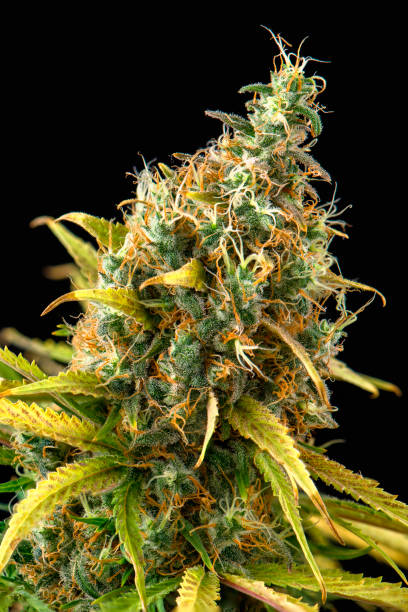 istock Isolated cannabis flower in black background 1390545011