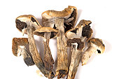 getrocknete-zauberpilze.jpg?b=1&s=170x170&k=20&c=QcNhPgtFJdXzbv_n76YPh97A5oVfzBWP_K6smAK7b4c=