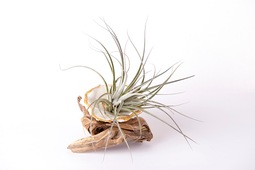 Tillansia air plants and driftwood isolated on white background