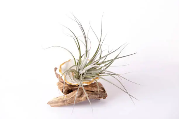 Photo of Isolated tillansia air plants on white background