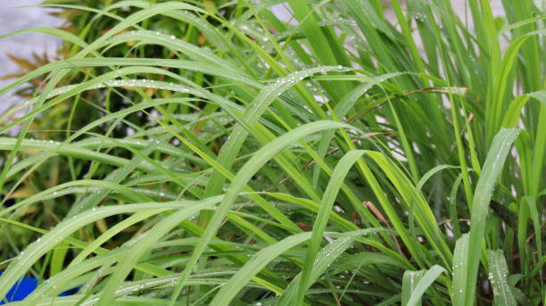 foglie di citronella bagnate sotto la pioggia - sweet grass foto e immagini stock