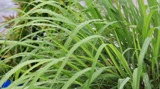 The sprouted lemongraas leaves. After the rain, raindrops settled on the lemongrass leaves. The leaves of the lemongrass tree are wet with dew in the morning