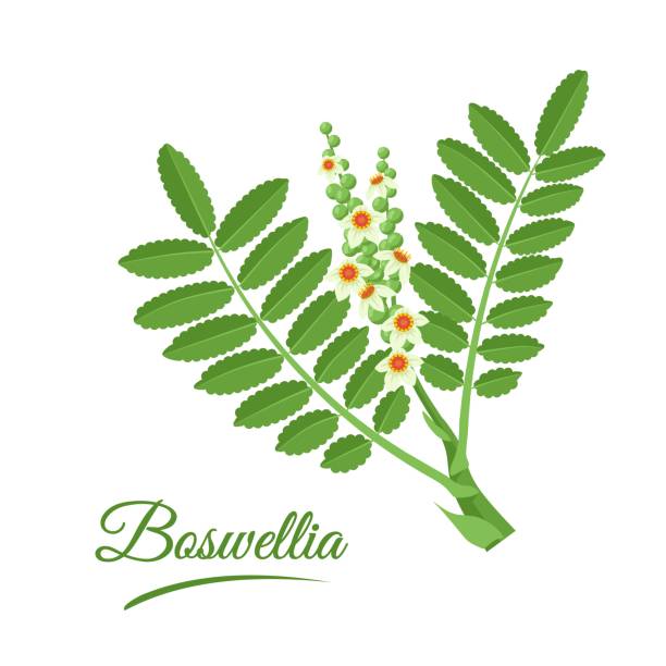 illustrations, cliparts, dessins animés et icônes de boswellia (fincense). branche d’encens avec feuilles et fleurs isolées sur fond blanc. phytothérapie ayurvédique et aromathérapie. cosmétiques et plantes médicinales. illustration vectorielle. - tree resin