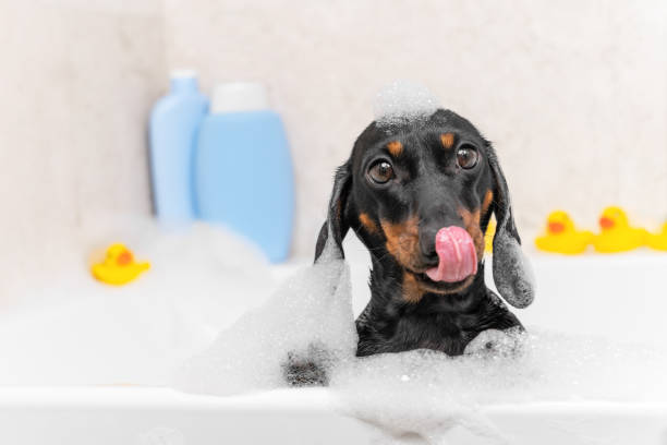 hund sitzt in der badewanne vor dem hintergrund gelber enten. dackel mit seifenigen schaumlecks überzogen mit vergnügen - grooming stock-fotos und bilder