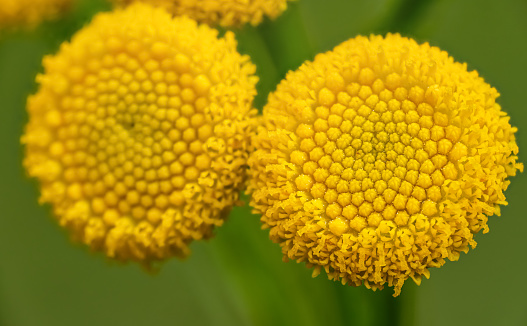 Yellow Tansy - Tanacetum vulgare - flowers growing on green meadow, closeup detail