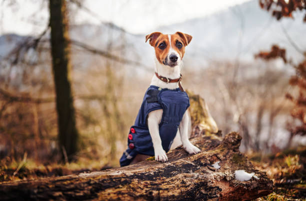 istock Small Jack Russell terrier in dark blue winter jacket leaning on fallen tree with grass and snow patches, blurred trees or bushes background 1390551832