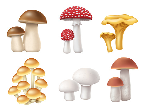 Mushrooms set. Realistic 3d fungus collection honey fungi, forest boletus, chanterelle, muscaria fly agaric and champignon icons isolated. Vector illustration