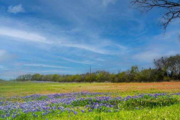 istock Texas Bluebonnet, Lupine, Landscape 1390552986